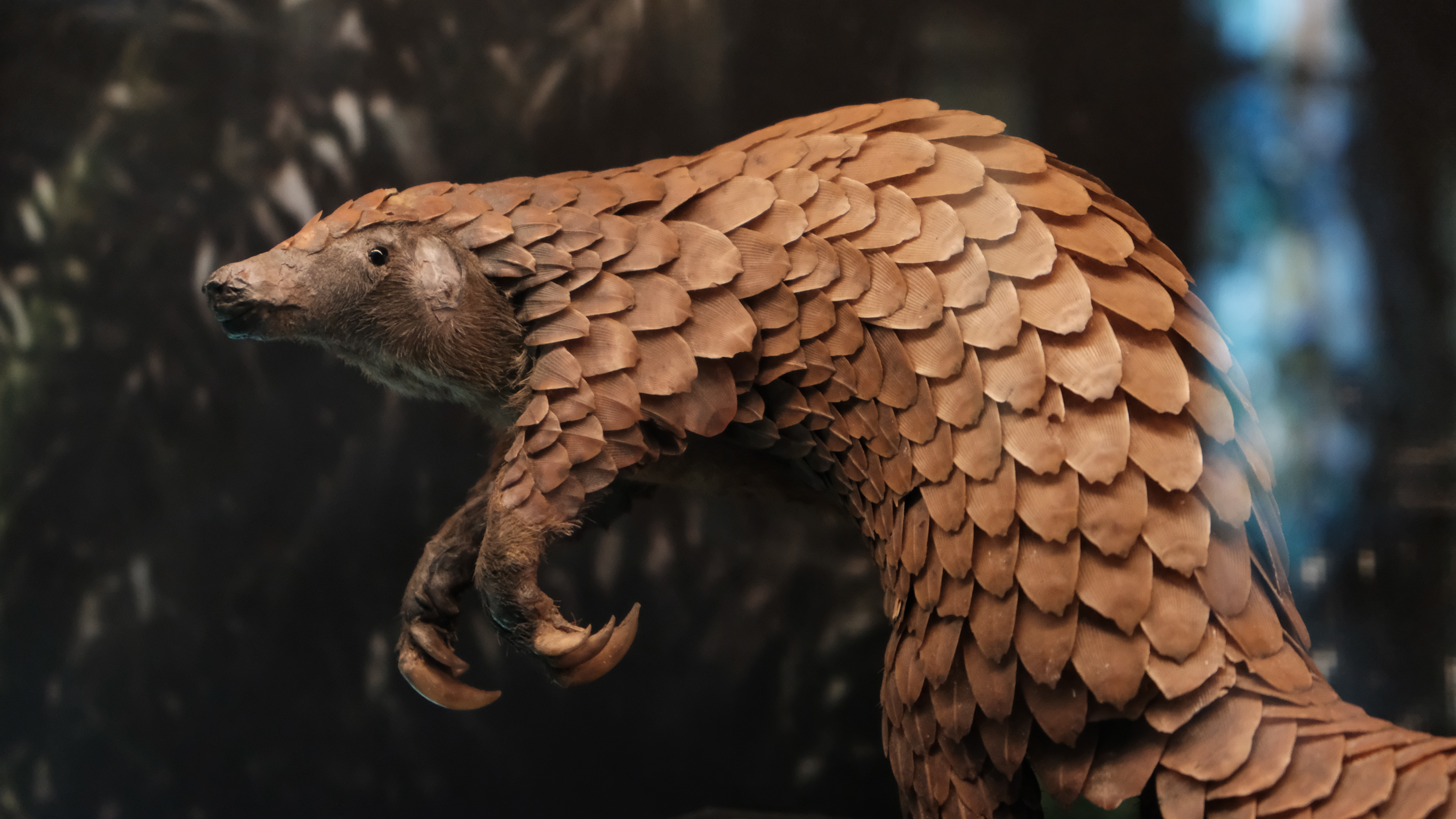 A Picture of a Pangolin.